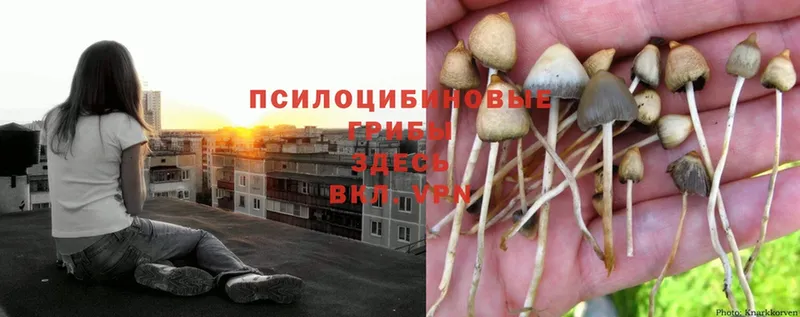 Псилоцибиновые грибы Cubensis  хочу наркоту  Калачинск 