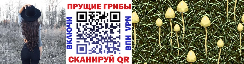 где найти наркотики  Калачинск  Галлюциногенные грибы Psilocybe 